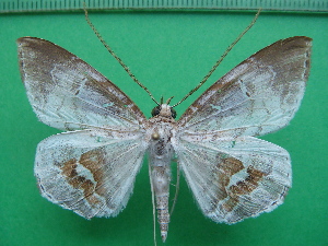  ( - KLM Lep 11241)  @14 [ ] CreativeCommons - Attribution Non-Commercial Share-Alike (2018) Christian Wieser Landesmuseum K&auml;rnten