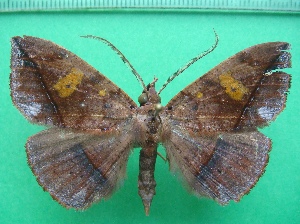  ( - KLM Lep 11244)  @11 [ ] CreativeCommons - Attribution Non-Commercial Share-Alike (2018) Christian Wieser Landesmuseum Kärnten