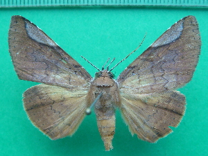  ( - KLM Lep 11273)  @11 [ ] CreativeCommons - Attribution Non-Commercial Share-Alike (2018) Christian Wieser Landesmuseum Kärnten