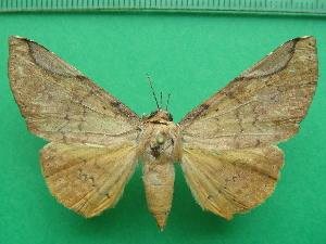  ( - KLM Lep 11278)  @11 [ ] CreativeCommons - Attribution Non-Commercial Share-Alike (2018) Christian Wieser Landesmuseum Kärnten