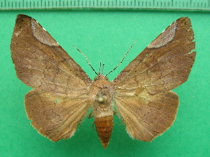  ( - KLM Lep 11281)  @11 [ ] CreativeCommons - Attribution Non-Commercial Share-Alike (2018) Christian Wieser Landesmuseum Kärnten