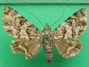  ( - KLM Lep 11329)  @11 [ ] CreativeCommons - Attribution Non-Commercial Share-Alike (2018) Christian Wieser Landesmuseum K&auml;rnten