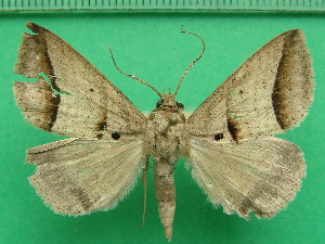  (Perasia ora - KLM Lep 11334)  @13 [ ] CreativeCommons - Attribution Non-Commercial Share-Alike (2018) Christian Wieser Landesmuseum K&auml;rnten