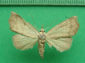  ( - KLM Lep 11408)  @11 [ ] CreativeCommons - Attribution Non-Commercial Share-Alike (2018) Christian Wieser Landesmuseum Kärnten