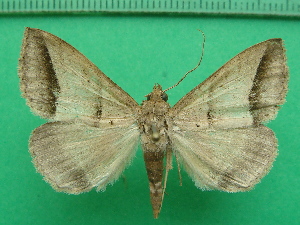  ( - KLM Lep 11431)  @13 [ ] CreativeCommons - Attribution Non-Commercial Share-Alike (2018) Christian Wieser Landesmuseum K&auml;rnten