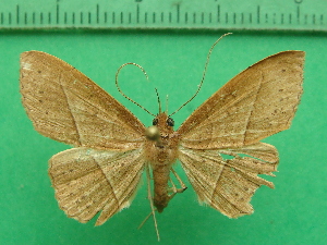  ( - KLM Lep 11433)  @11 [ ] CreativeCommons - Attribution Non-Commercial Share-Alike (2018) Christian Wieser Landesmuseum K&auml;rnten