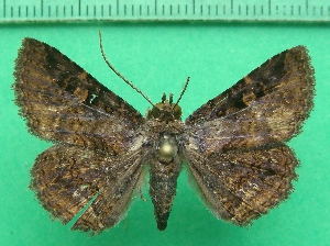  ( - KLM Lep 11464)  @11 [ ] CreativeCommons - Attribution Non-Commercial Share-Alike (2018) Christian Wieser Landesmuseum K&auml;rnten