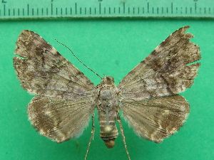  ( - KLM Lep 11465)  @11 [ ] CreativeCommons - Attribution Non-Commercial Share-Alike (2018) Christian Wieser Landesmuseum Kärnten