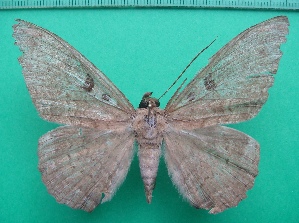  ( - KLM Lep 11526)  @11 [ ] CreativeCommons - Attribution Non-Commercial Share-Alike (2018) Christian Wieser Landesmuseum K&auml;rnten