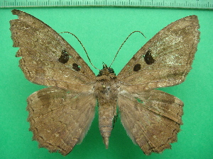  ( - KLM Lep 11540)  @11 [ ] CreativeCommons - Attribution Non-Commercial Share-Alike (2018) Christian Wieser Landesmuseum K&auml;rnten