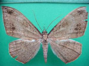  ( - KLM Lep 11542)  @11 [ ] CreativeCommons - Attribution Non-Commercial Share-Alike (2018) Christian Wieser Landesmuseum K&auml;rnten