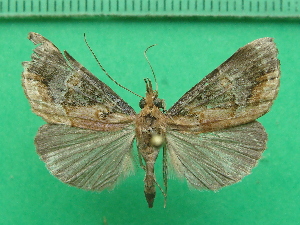  ( - KLM Lep 11571)  @14 [ ] CreativeCommons - Attribution Non-Commercial Share-Alike (2018) Christian Wieser Landesmuseum K&auml;rnten