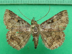  ( - KLM Lep 11580)  @11 [ ] CreativeCommons - Attribution Non-Commercial Share-Alike (2018) Christian Wieser Landesmuseum K&auml;rnten