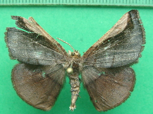  ( - KLM Lep 11612)  @11 [ ] CreativeCommons - Attribution Non-Commercial Share-Alike (2018) Christian Wieser Landesmuseum Kärnten