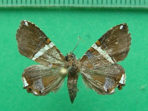  ( - KLM Lep 11622)  @11 [ ] CreativeCommons - Attribution Non-Commercial Share-Alike (2018) Christian Wieser Landesmuseum K&auml;rnten