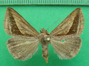  ( - KLM Lep 11632)  @11 [ ] CreativeCommons - Attribution Non-Commercial Share-Alike (2018) Christian Wieser Landesmuseum Kärnten