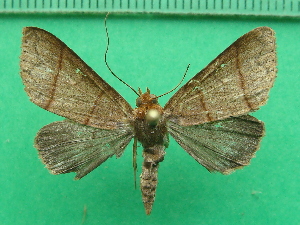  ( - KLM Lep 11636)  @11 [ ] CreativeCommons - Attribution Non-Commercial Share-Alike (2018) Christian Wieser Landesmuseum K&auml;rnten