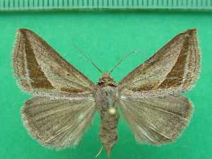  ( - KLM Lep 11687)  @11 [ ] CreativeCommons - Attribution Non-Commercial Share-Alike (2018) Christian Wieser Landesmuseum Kärnten