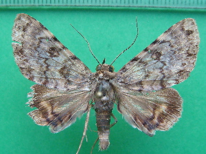  ( - KLM Lep 11692)  @11 [ ] CreativeCommons - Attribution Non-Commercial Share-Alike (2018) Christian Wieser Landesmuseum K&auml;rnten