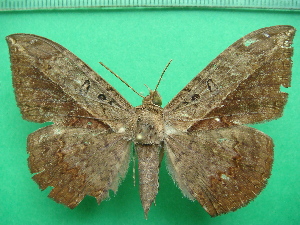  (Hemeroblemma staccata - KLM Lep 11712)  @13 [ ] CreativeCommons - Attribution Non-Commercial Share-Alike (2018) Christian Wieser Landesmuseum K&auml;rnten