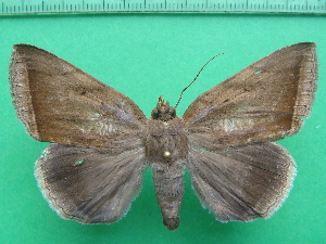  ( - KLM Lep 11713)  @11 [ ] CreativeCommons - Attribution Non-Commercial Share-Alike (2018) Christian Wieser Landesmuseum Kärnten