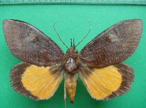  ( - KLM Lep 11716)  @13 [ ] CreativeCommons - Attribution Non-Commercial Share-Alike (2018) Christian Wieser Landesmuseum K&auml;rnten