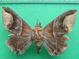  ( - KLM Lep 11719)  @11 [ ] CreativeCommons - Attribution Non-Commercial Share-Alike (2018) Christian Wieser Landesmuseum Kärnten