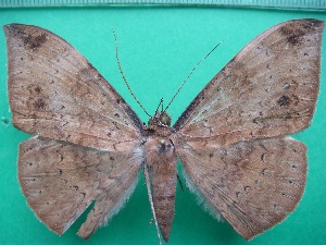  ( - KLM Lep 11722)  @13 [ ] CreativeCommons - Attribution Non-Commercial Share-Alike (2018) Christian Wieser Landesmuseum K&auml;rnten