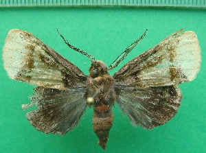  ( - KLM Lep 11735)  @13 [ ] CreativeCommons - Attribution Non-Commercial Share-Alike (2018) Christian Wieser Landesmuseum Kärnten