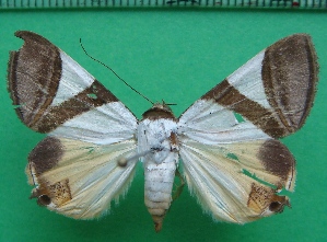  ( - KLM Lep 11742)  @11 [ ] CreativeCommons - Attribution Non-Commercial Share-Alike (2018) Christian Wieser Landesmuseum K&auml;rnten