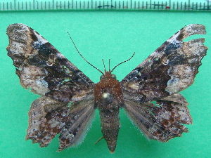  ( - KLM Lep 11752)  @11 [ ] CreativeCommons - Attribution Non-Commercial Share-Alike (2018) Christian Wieser Landesmuseum K&auml;rnten