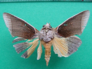  ( - KLM Lep 11781)  @13 [ ] CreativeCommons - Attribution Non-Commercial Share-Alike (2018) Christian Wieser Landesmuseum K&auml;rnten