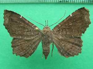  ( - KLM Lep 11811)  @11 [ ] CreativeCommons - Attribution Non-Commercial Share-Alike (2018) Christian Wieser Landesmuseum K&auml;rnten