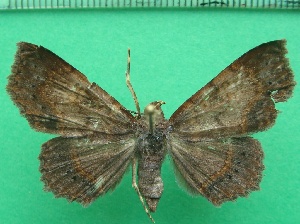  (Isogona fuscata - KLM Lep 11818)  @14 [ ] CreativeCommons - Attribution Non-Commercial Share-Alike (2018) Christian Wieser Landesmuseum K&auml;rnten