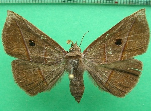  ( - KLM Lep 11837)  @11 [ ] CreativeCommons - Attribution Non-Commercial Share-Alike (2018) Christian Wieser Landesmuseum K&auml;rnten