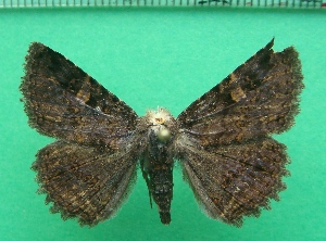  ( - KLM Lep 11839)  @11 [ ] CreativeCommons - Attribution Non-Commercial Share-Alike (2018) Christian Wieser Landesmuseum K&auml;rnten