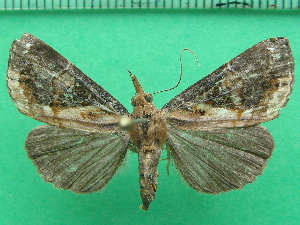  ( - KLM Lep 11846)  @14 [ ] CreativeCommons - Attribution Non-Commercial Share-Alike (2018) Christian Wieser Landesmuseum K&auml;rnten