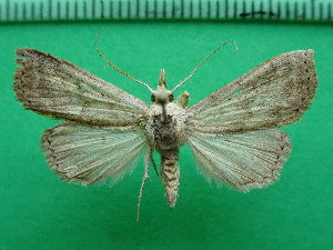  ( - KLM Lep 11858)  @11 [ ] CreativeCommons - Attribution Non-Commercial Share-Alike (2018) Christian Wieser Landesmuseum Kärnten