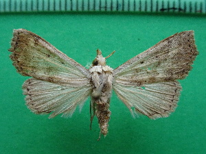  ( - KLM Lep 11859)  @11 [ ] CreativeCommons - Attribution Non-Commercial Share-Alike (2018) Christian Wieser Landesmuseum Kärnten