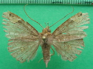  ( - KLM Lep 11887)  @11 [ ] CreativeCommons - Attribution Non-Commercial Share-Alike (2018) Christian Wieser Landesmuseum K&auml;rnten