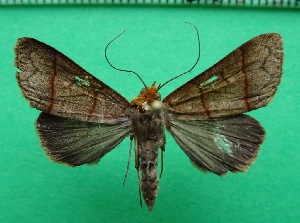  ( - KLM Lep 11912)  @11 [ ] CreativeCommons - Attribution Non-Commercial Share-Alike (2018) Christian Wieser Landesmuseum K&auml;rnten