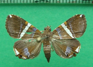  ( - KLM Lep 11942)  @11 [ ] CreativeCommons - Attribution Non-Commercial Share-Alike (2018) Christian Wieser Landesmuseum K&auml;rnten