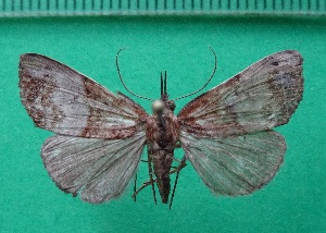  ( - KLM Lep 11991)  @11 [ ] CreativeCommons - Attribution Non-Commercial Share-Alike (2018) Christian Wieser Landesmuseum K&auml;rnten