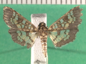  ( - KLM Lep 12606)  @11 [ ] CreativeCommons - Attribution Non-Commercial Share-Alike (2018) Christian Wieser Landesmuseum K&auml;rnten