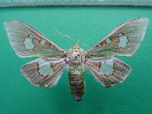  ( - KLM Lep 12656)  @11 [ ] CreativeCommons - Attribution Non-Commercial Share-Alike (2018) Christian Wieser Landesmuseum K&auml;rnten