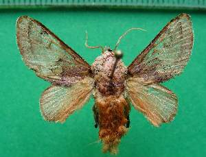  ( - KLM Lep 12716)  @11 [ ] CreativeCommons - Attribution Non-Commercial Share-Alike (2018) Christian Wieser Landesmuseum K&auml;rnten