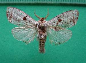  ( - KLM Lep 12930)  @11 [ ] CreativeCommons - Attribution Non-Commercial Share-Alike (2018) Christian Wieser Landesmuseum K&auml;rnten