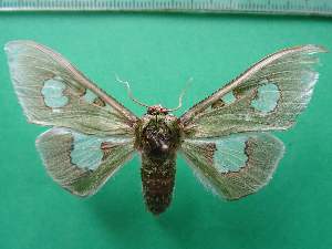  ( - KLM Lep 12955)  @11 [ ] CreativeCommons - Attribution Non-Commercial Share-Alike (2018) Christian Wieser Landesmuseum K&auml;rnten