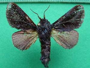  ( - KLM Lep 13038)  @11 [ ] CreativeCommons - Attribution Non-Commercial Share-Alike (2018) Christian Wieser Landesmuseum K&auml;rnten