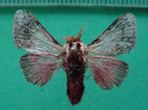  ( - KLM Lep 13075)  @11 [ ] CreativeCommons - Attribution Non-Commercial Share-Alike (2018) Christian Wieser Landesmuseum K&auml;rnten